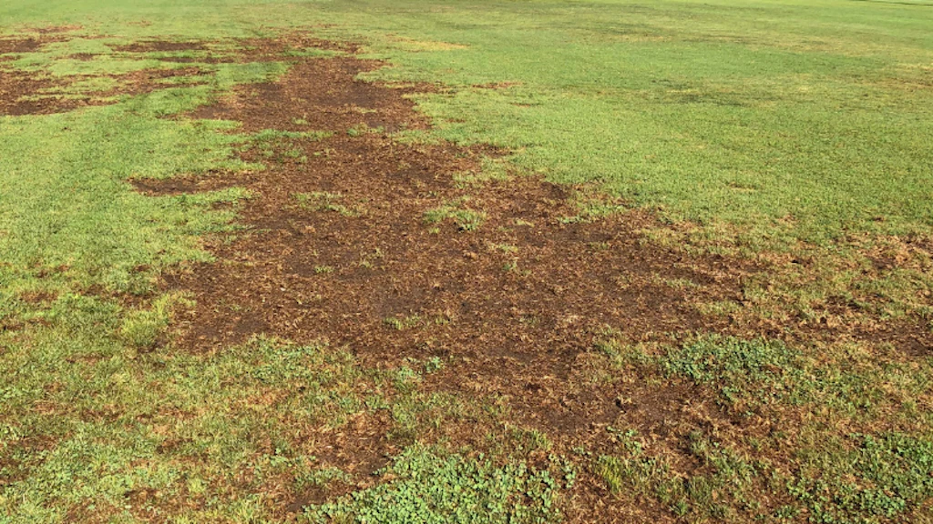 Superficie inerbita con ampi spiazzi privi di vegetazione in cui si vede ormai solo la terra smossa.