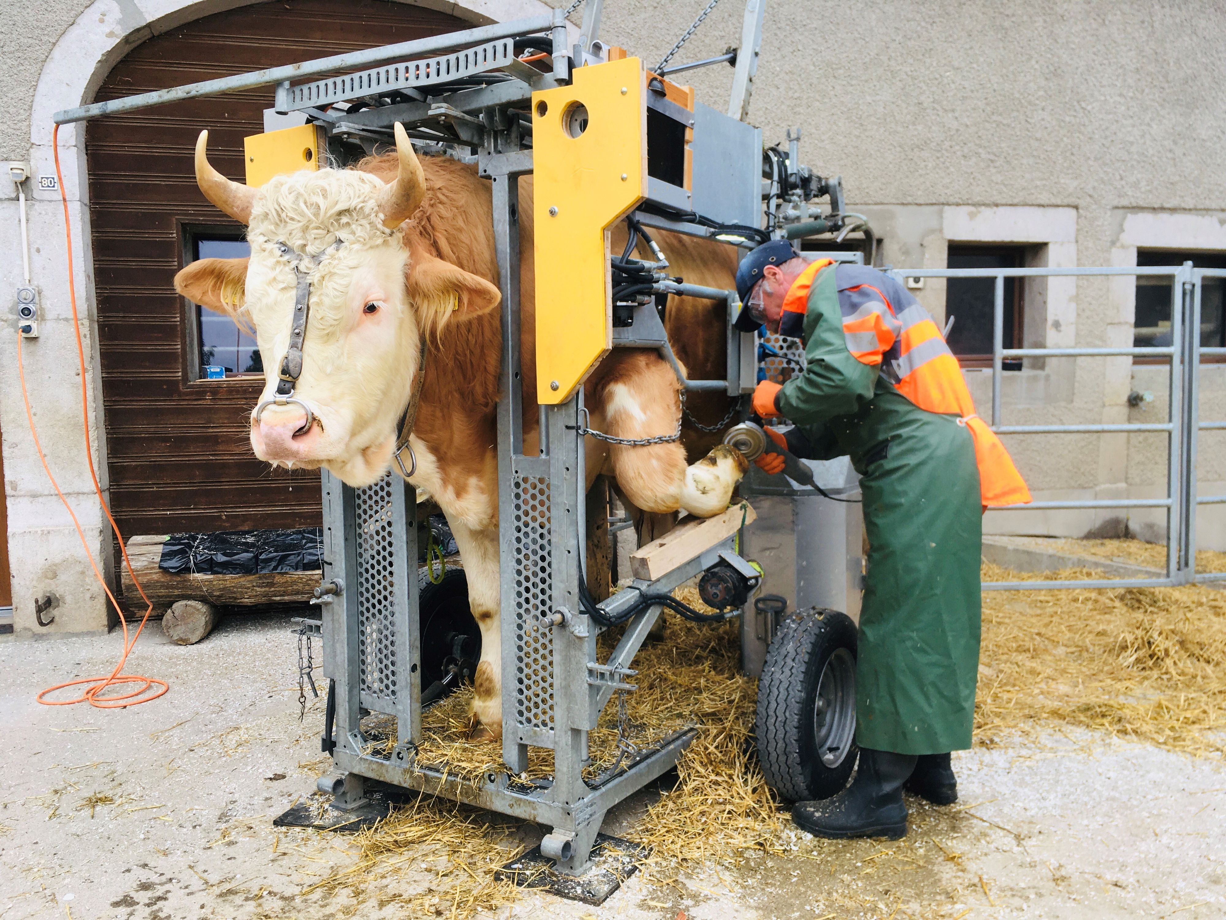 Una mucca nel pediluvio
