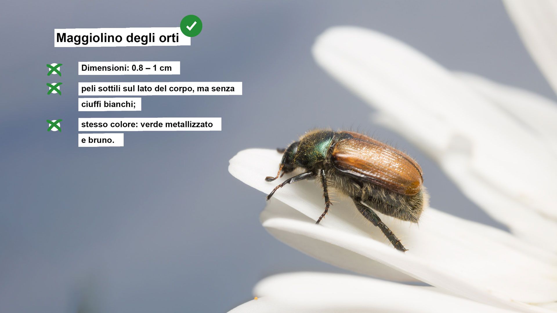 Scheda informativa sul maggiolino degli orti