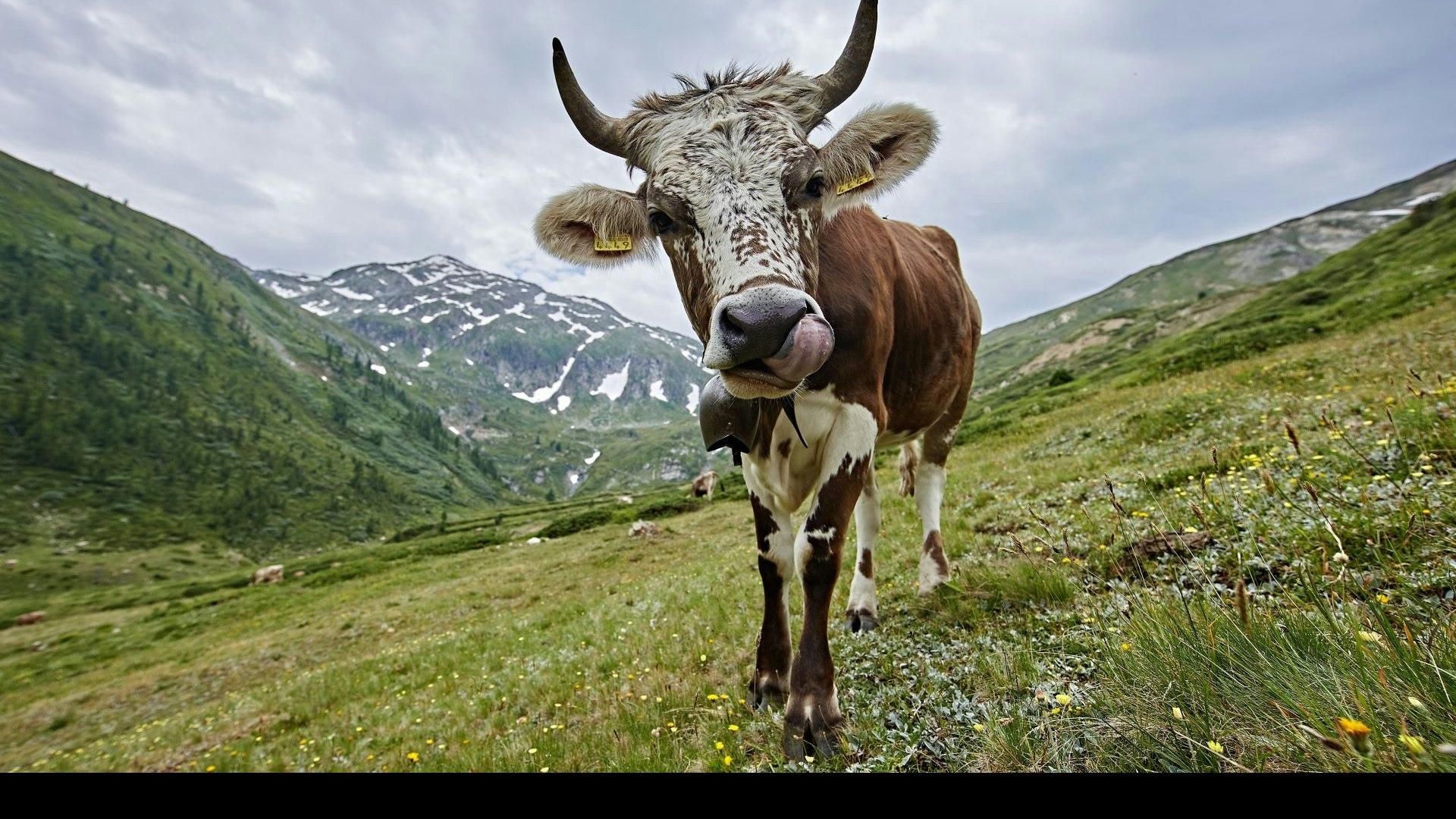 Vacca al pascolo estivo