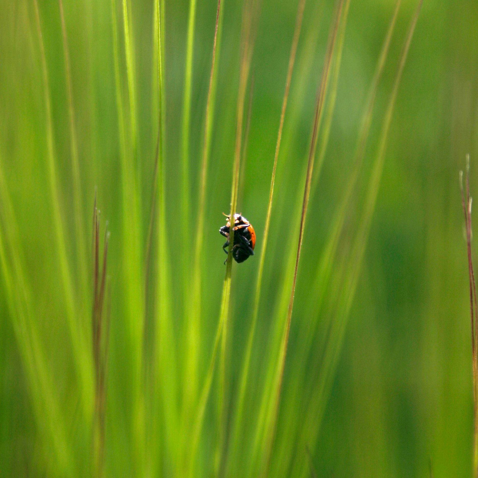 Coccinella su una pianta d’orzo