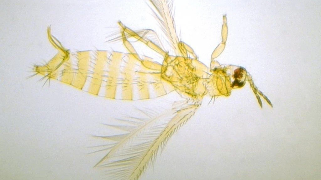 Femmina adulta di Thrips palmi 