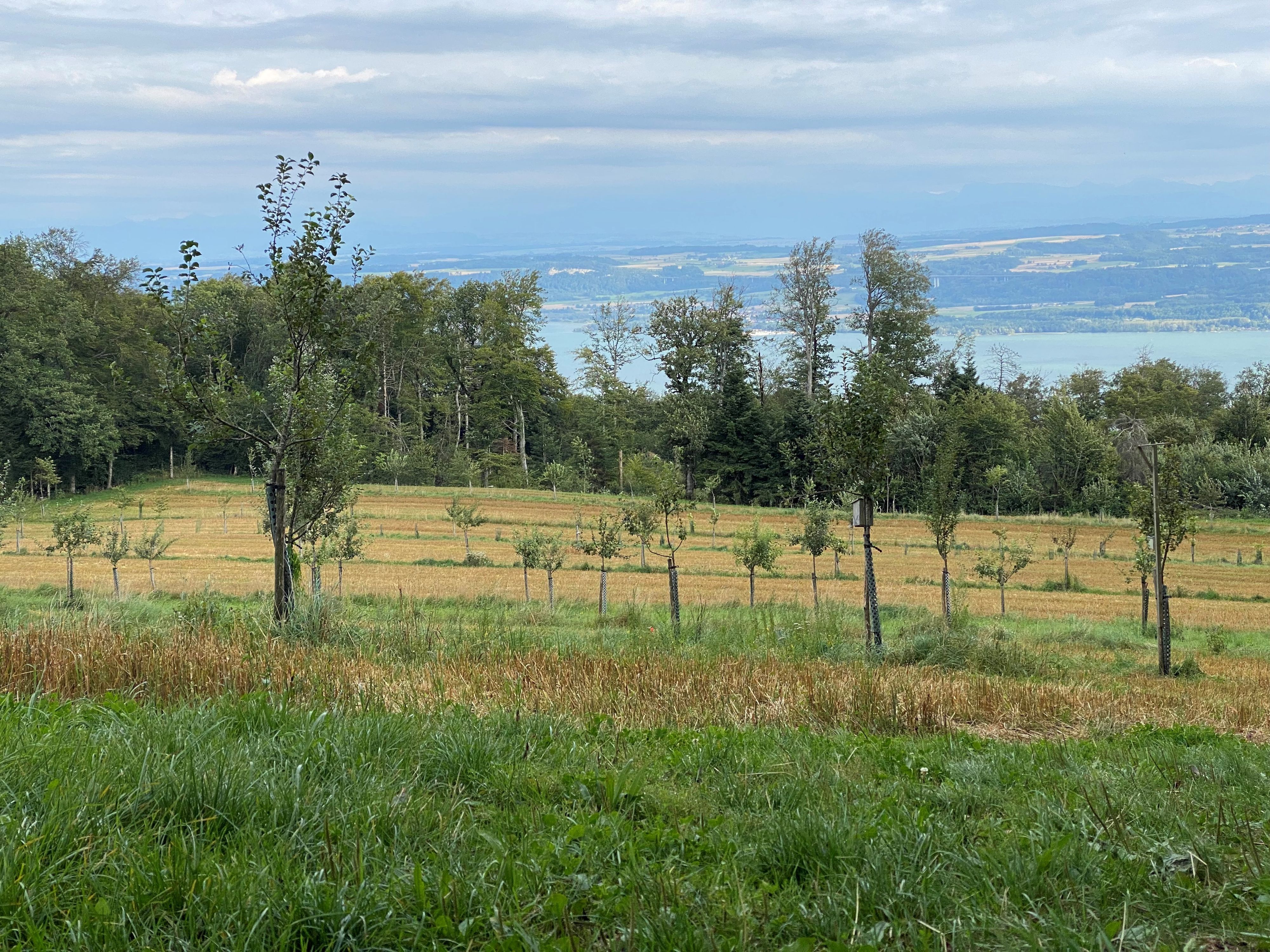 impianto agroforestale