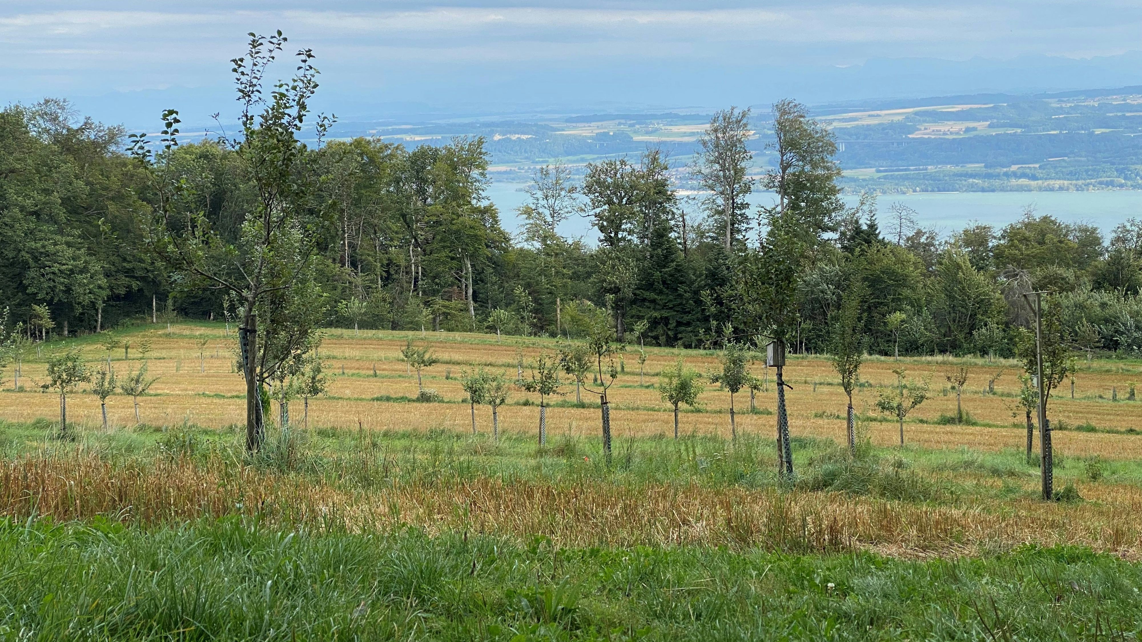 impianto agroforestale
