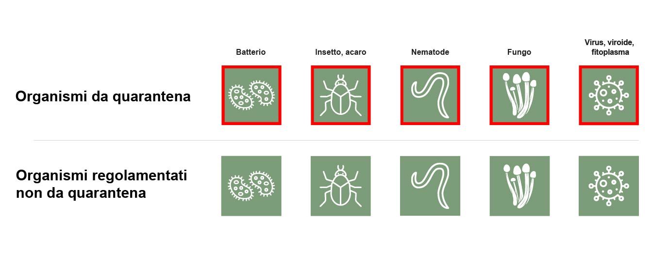 Panoramica dei 5 organismi da quarantena e organismi regolamentati non da quarantena
