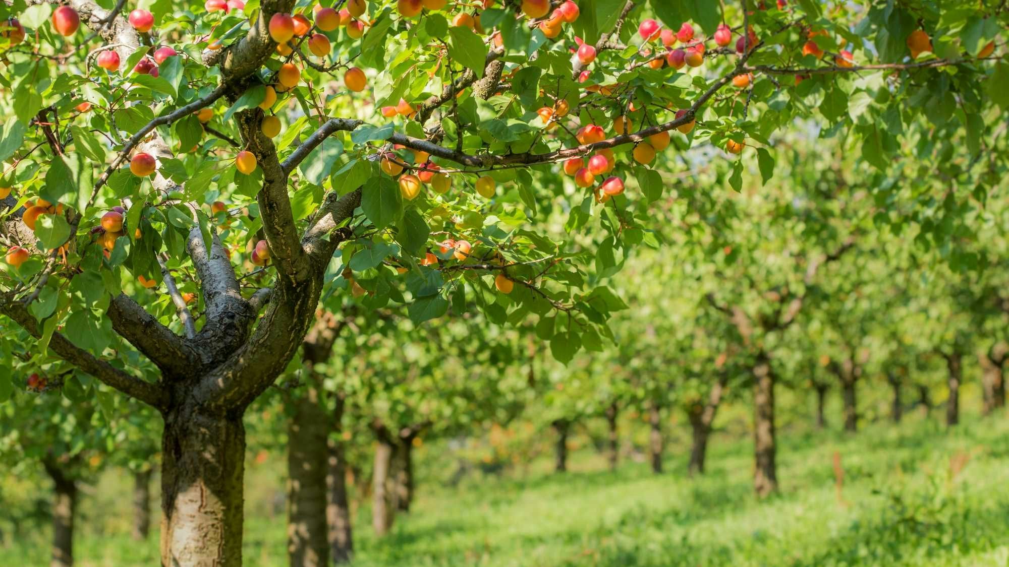 Piantagione di albicocche