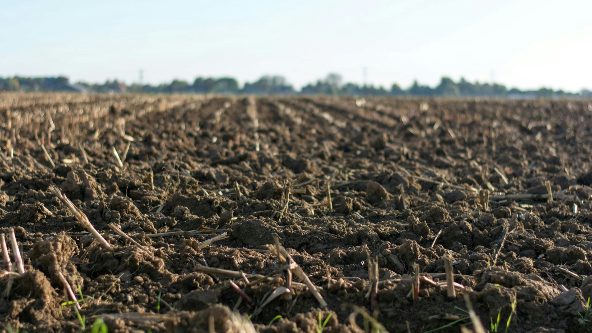 Primo piano di un terreno agricolo.