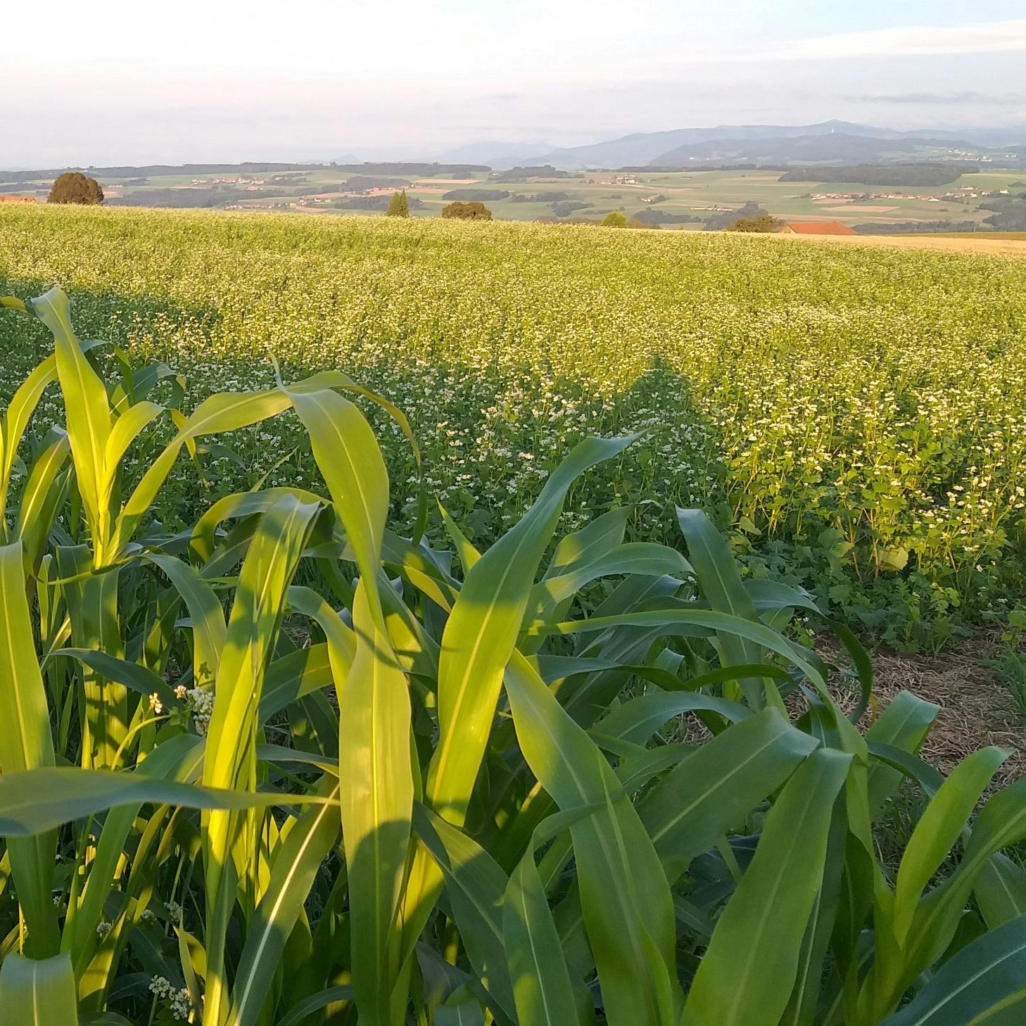 Campo con sorgo e grano saraceno come sovescio invernale