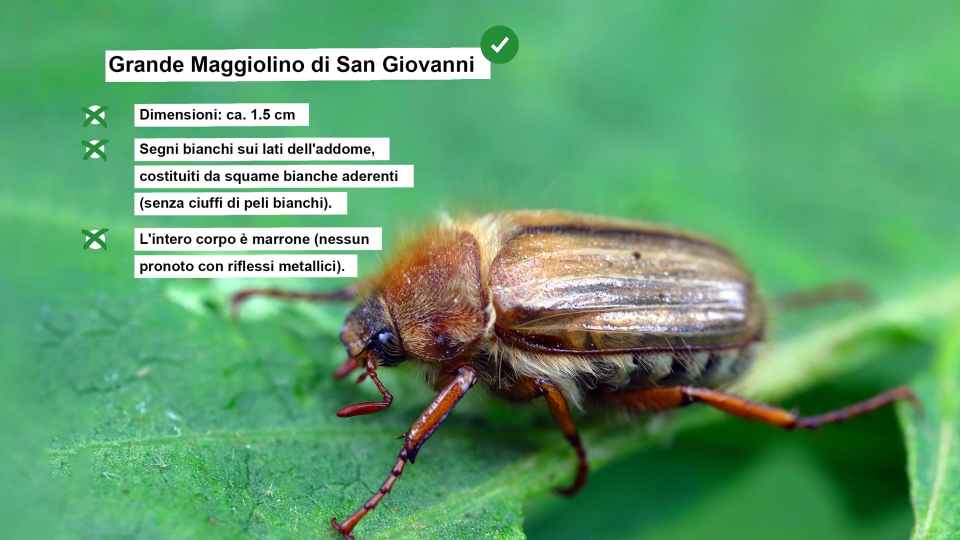 Scheda informativa sul maggiolino di San Giovanni