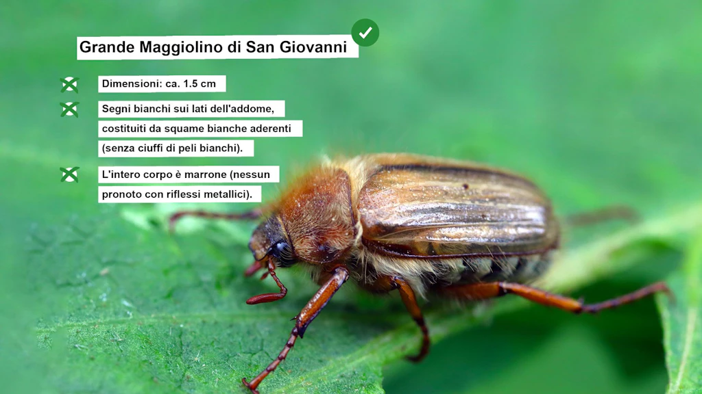 Scheda informativa sul maggiolino di San Giovanni