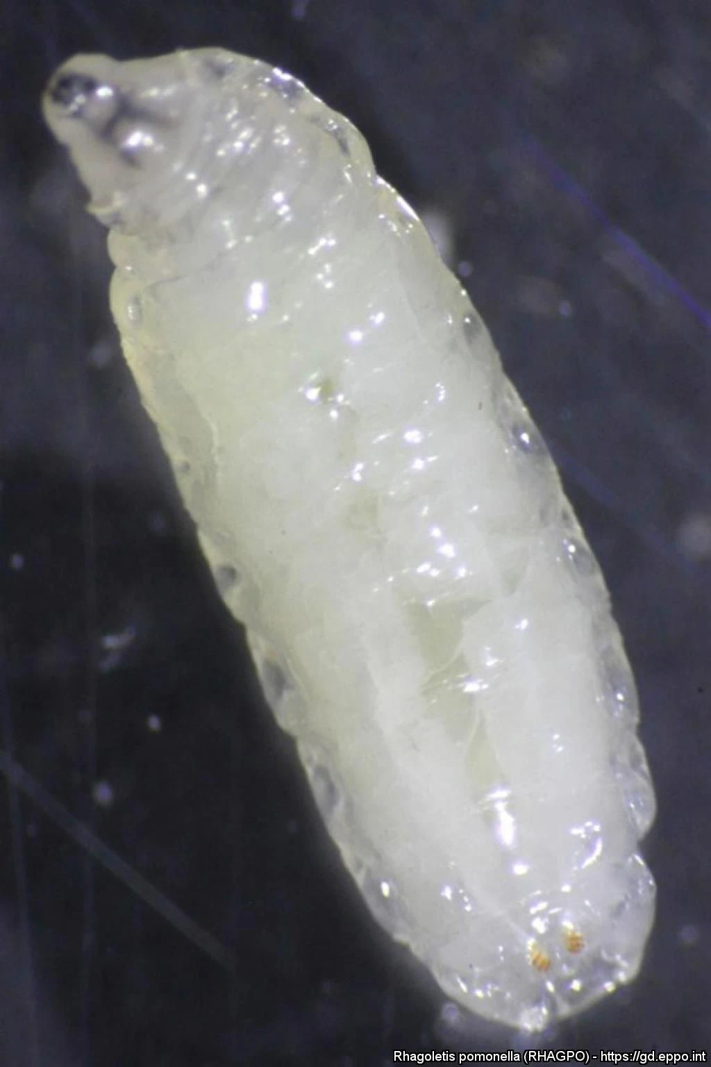 Larva di Rhagoletis pomonella. 
