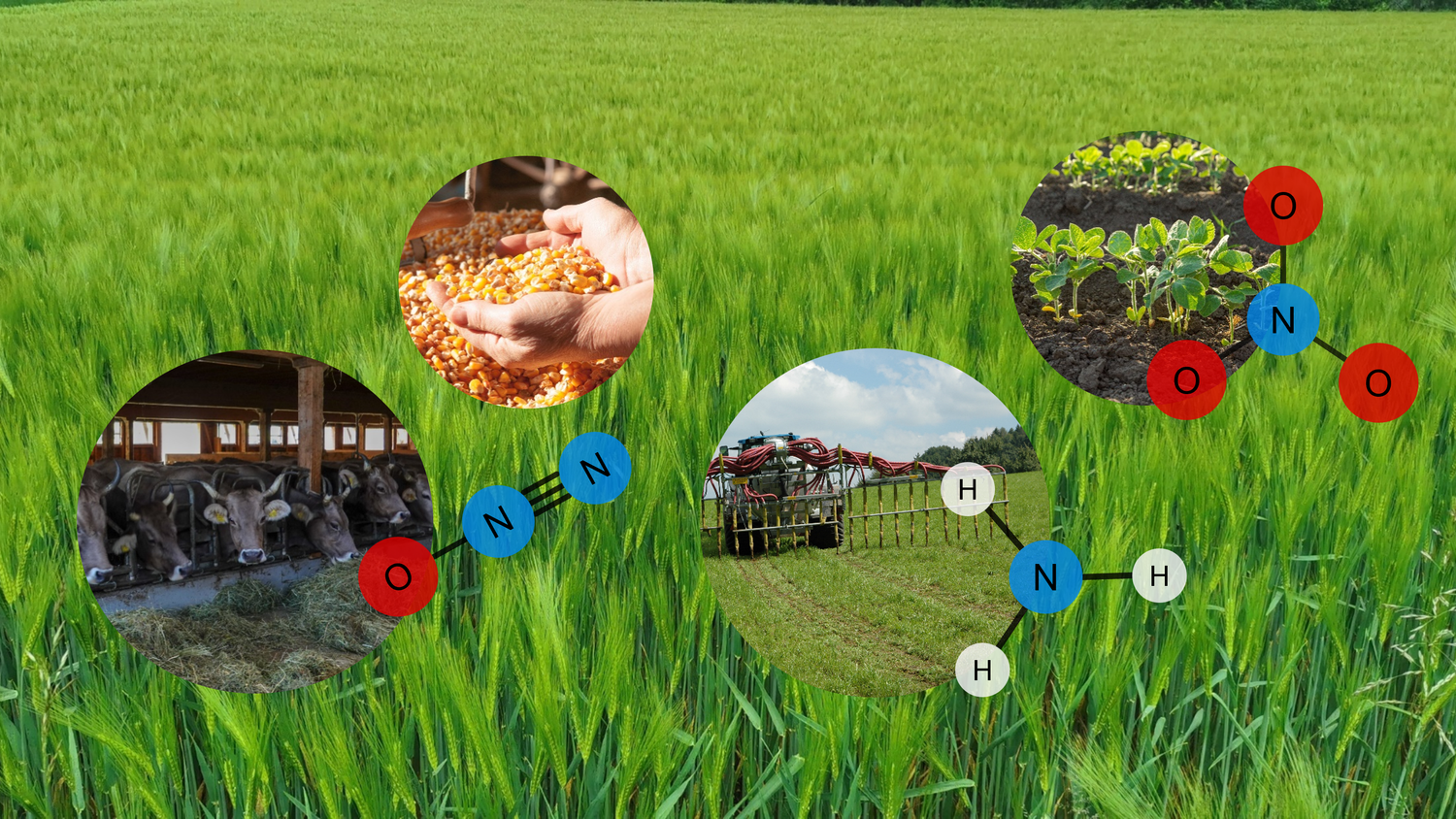 Sullo sfondo di un campo di cereali si vedono quattro immagini che rappresentano ambiti della produzione agricola da cui possono scaturire emissioni di ammoniaca, nitrati e protossido di azoto. La prima immagine mostra delle mucche che ruminano in una stalla; le loro escrezioni causano emissioni di ammoniaca e di protossido di azoto nella stalla e nello stoccaggio del liquame. La seconda immagine mostra del mais utilizzato come foraggio; gli alimenti per animali rappresentano il maggior input di azoto nell’agricoltura. La terza immagine mostra un trattore che spande liquame con tubi a strascico; l’utilizzo di questa tecnica consente di ridurre le emissioni di ammoniaca durante lo spandimento. La quarta immagine mostra una fila di germogli; nella produzione vegetale il dilavamento dell’azoto dal suolo comporta emissioni di nitrati nelle acque. Accanto alle immagini sono raffigurate le formule molecolari del protossido di azoto (N2O), dell’ammoniaca (NH3) e del nitrato (NO3).