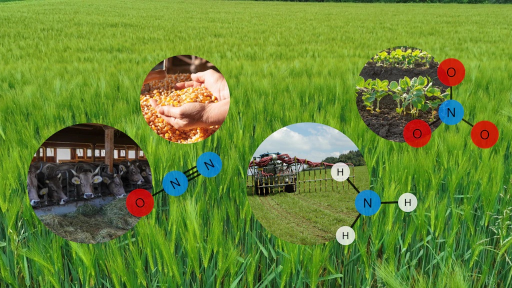 Sullo sfondo di un campo di cereali si vedono quattro immagini che rappresentano ambiti della produzione agricola da cui possono scaturire emissioni di ammoniaca, nitrati e protossido di azoto. La prima immagine mostra delle mucche che ruminano in una stalla; le loro escrezioni causano emissioni di ammoniaca e di protossido di azoto nella stalla e nello stoccaggio del liquame. La seconda immagine mostra del mais utilizzato come foraggio; gli alimenti per animali rappresentano il maggior input di azoto nell’agricoltura. La terza immagine mostra un trattore che spande liquame con tubi a strascico; l’utilizzo di questa tecnica consente di ridurre le emissioni di ammoniaca durante lo spandimento. La quarta immagine mostra una fila di germogli; nella produzione vegetale il dilavamento dell’azoto dal suolo comporta emissioni di nitrati nelle acque. Accanto alle immagini sono raffigurate le formule molecolari del protossido di azoto (N2O), dell’ammoniaca (NH3) e del nitrato (NO3).