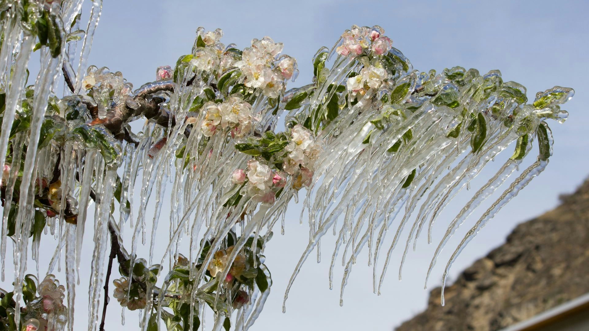 Gelo sui fiori