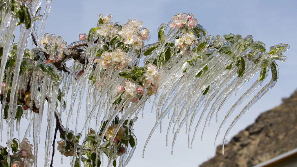 Gelo sui fiori