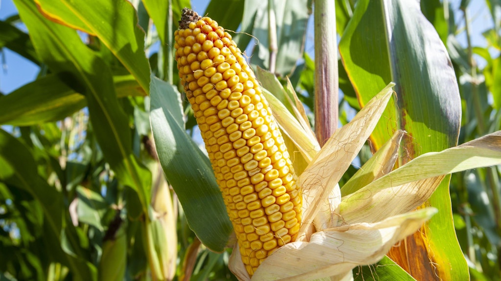 Pianta di mais in un campo in una giornata di sole