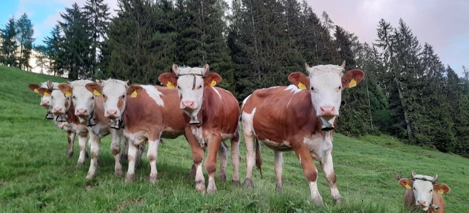 Sei mucche su un pascolo guardano nell’obiettivo.
