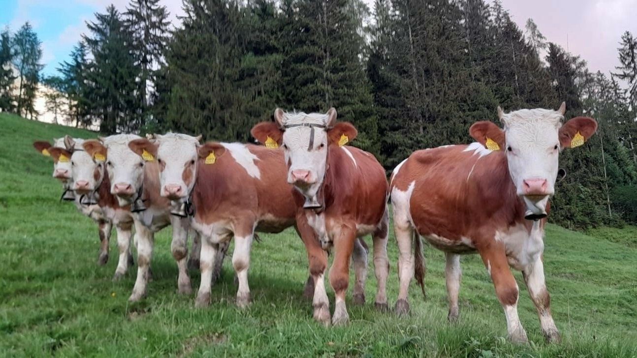 Sei mucche su un pascolo guardano nell’obiettivo.
