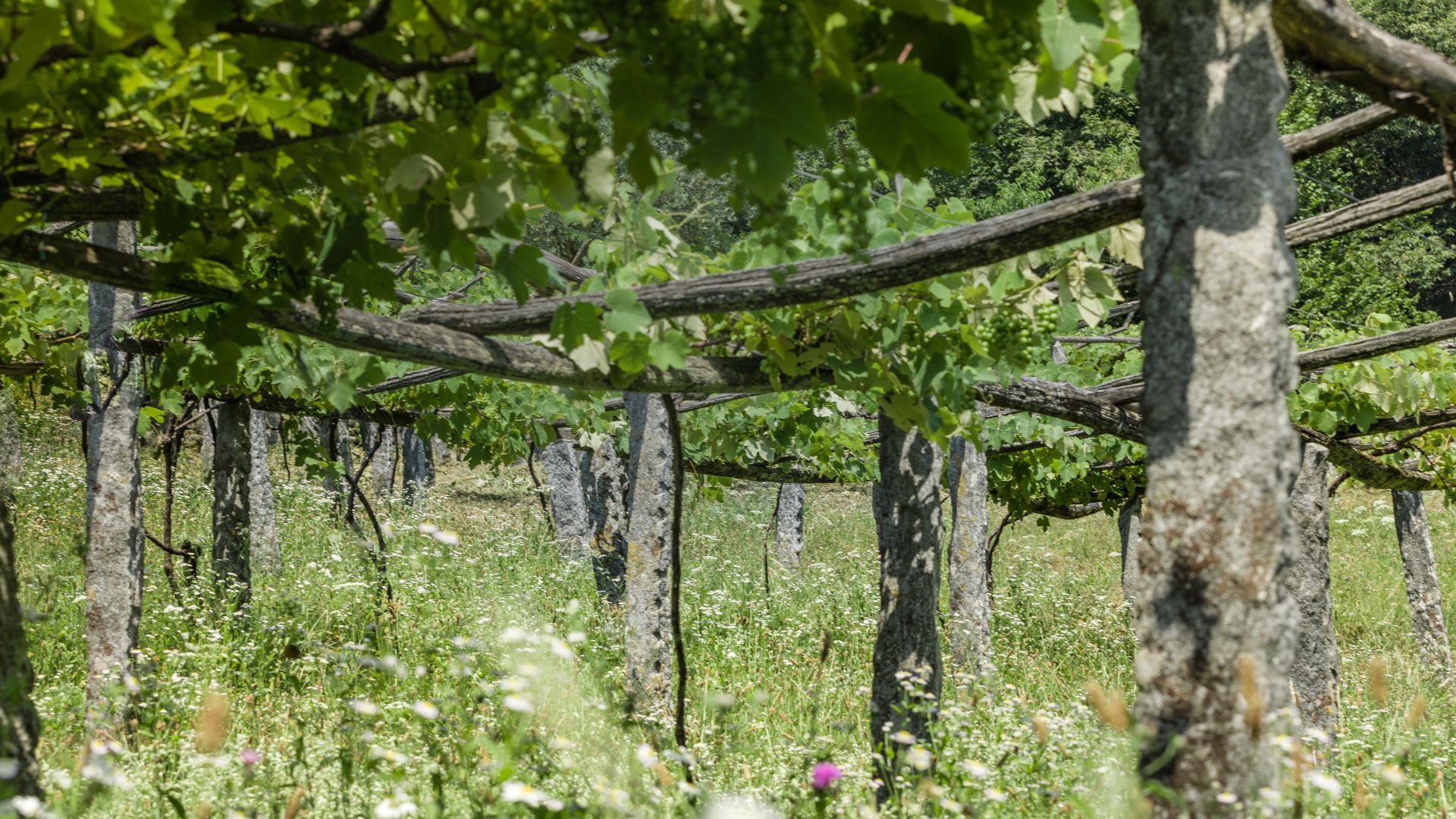 Pergolato di vite tradizionale con pali in pietra (carasc)