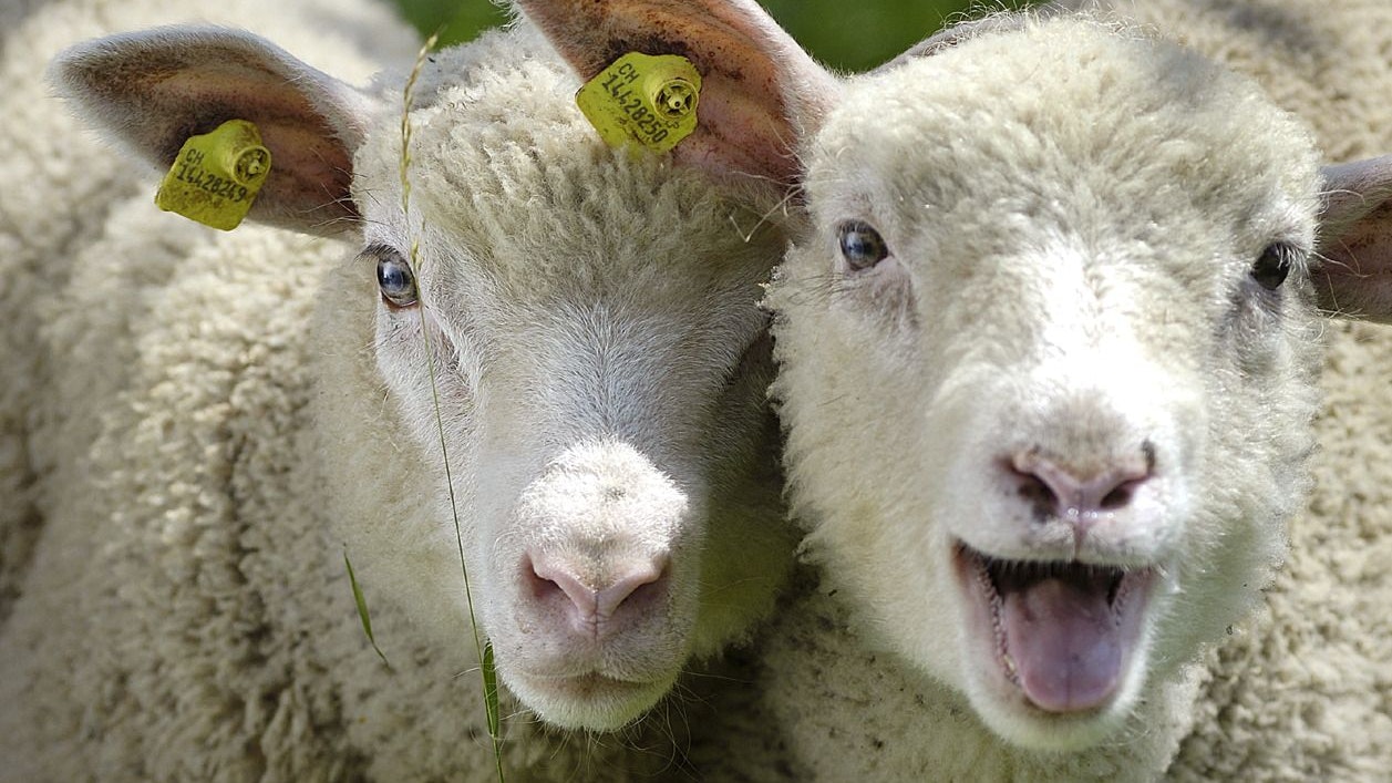 Agnelli da ingrasso