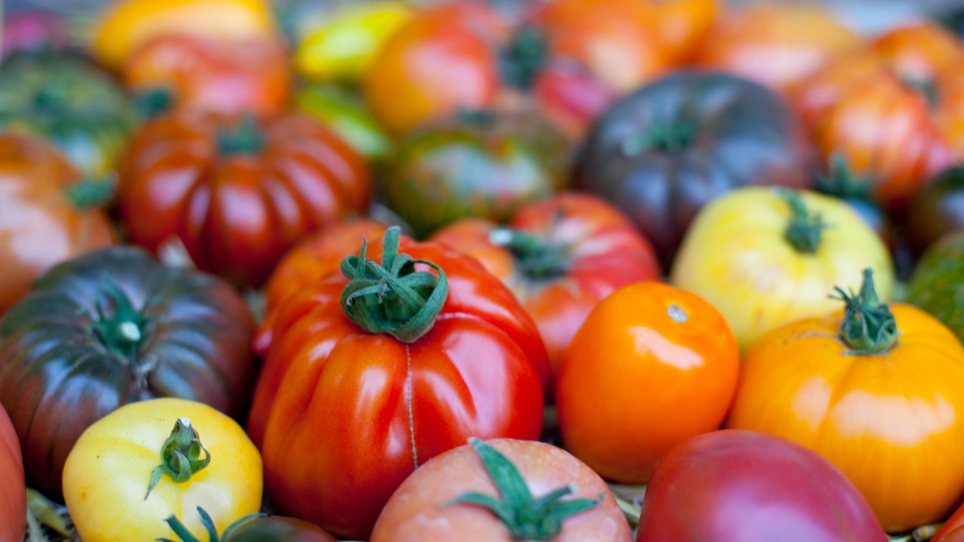 Vecchie varietà di pomodoro con forme e colori della buccia diversi.