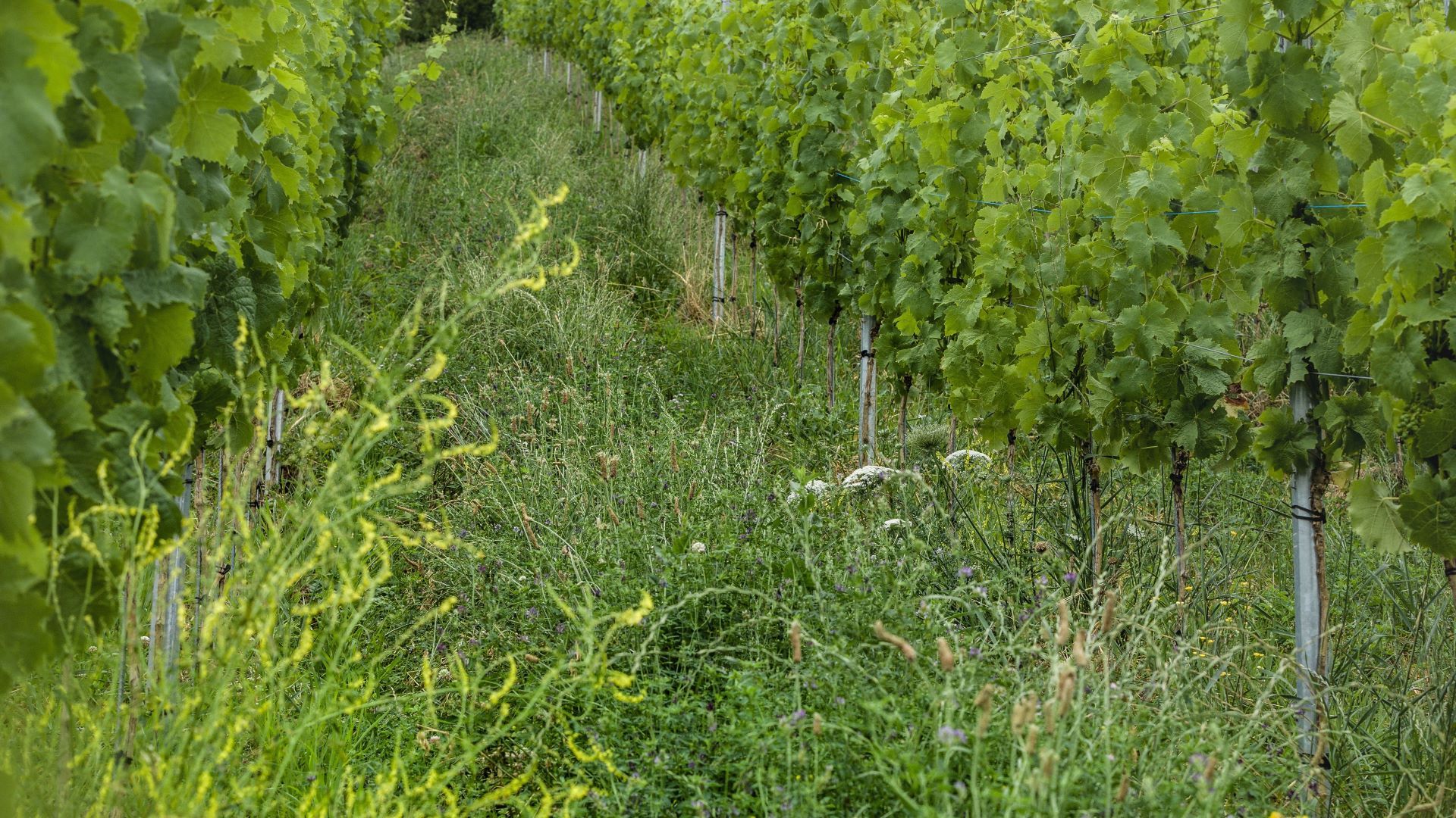 Flora associata alle viti in mezzo a un vigneto