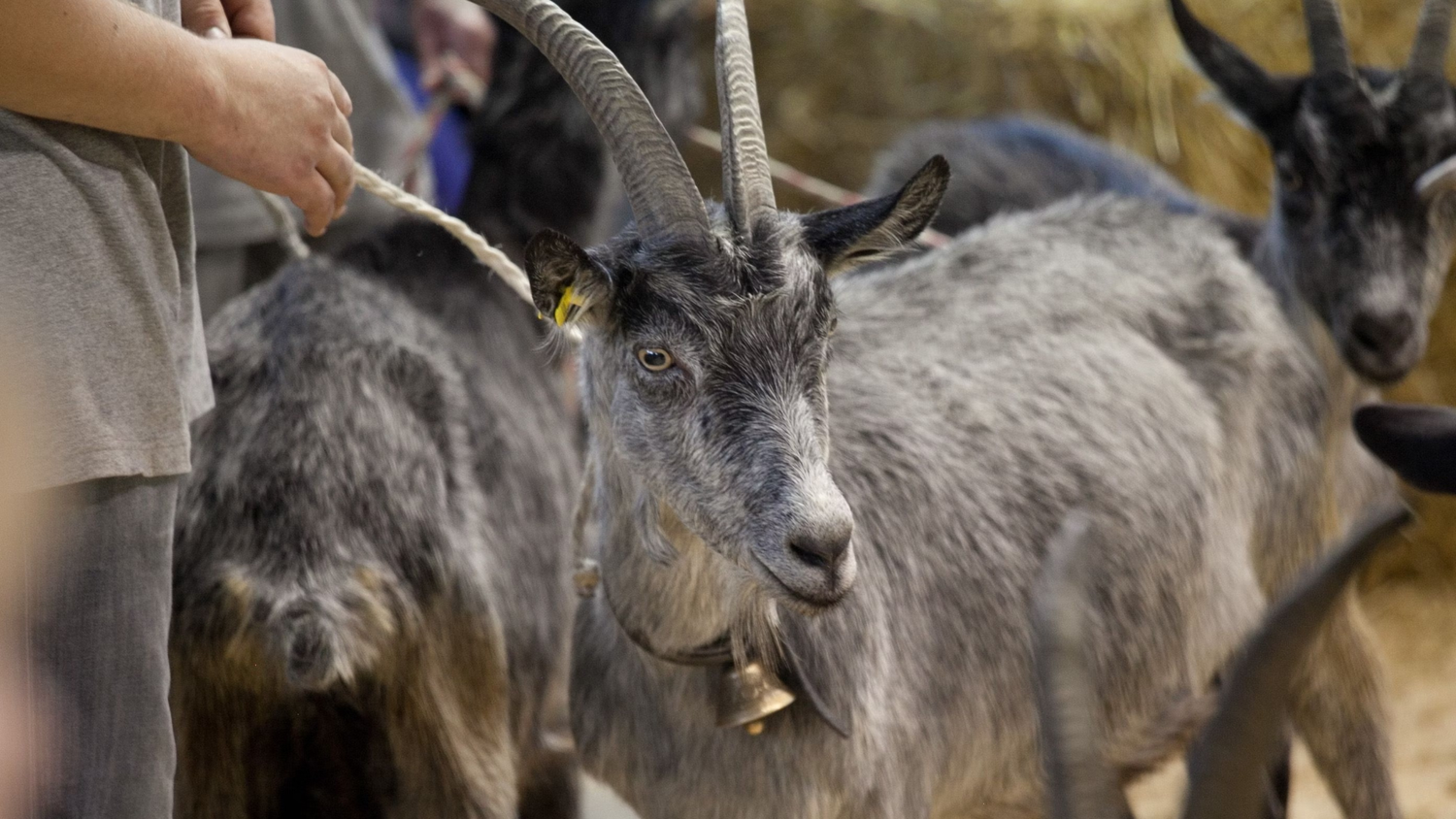 Capra Grigia del Ticino e delle valli meridionali dei Grigioni