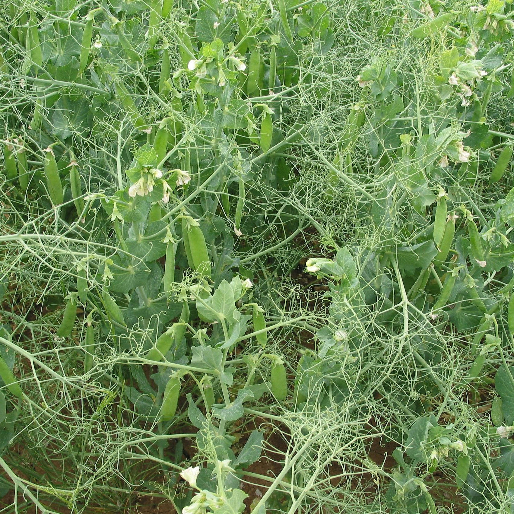 Piante di pisello proteico