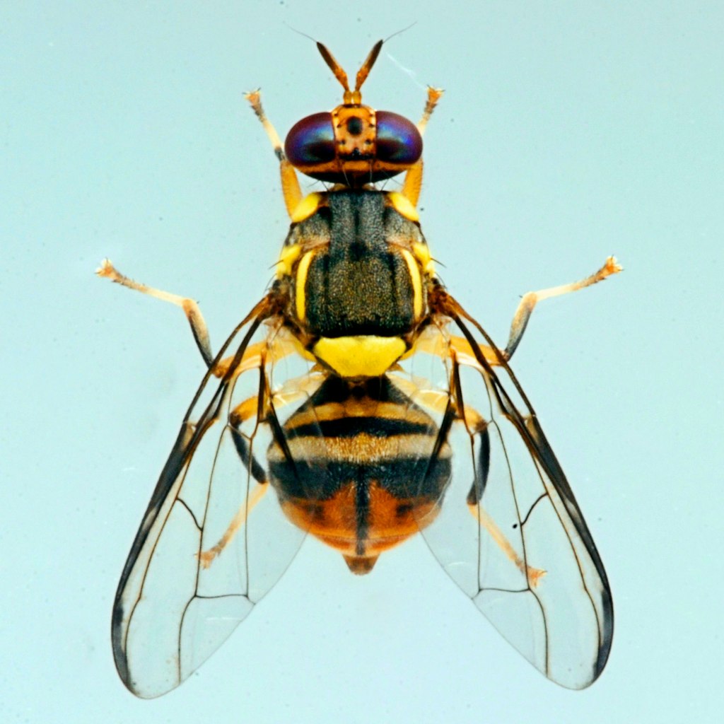 Adulto di Bactrocera dorsalis