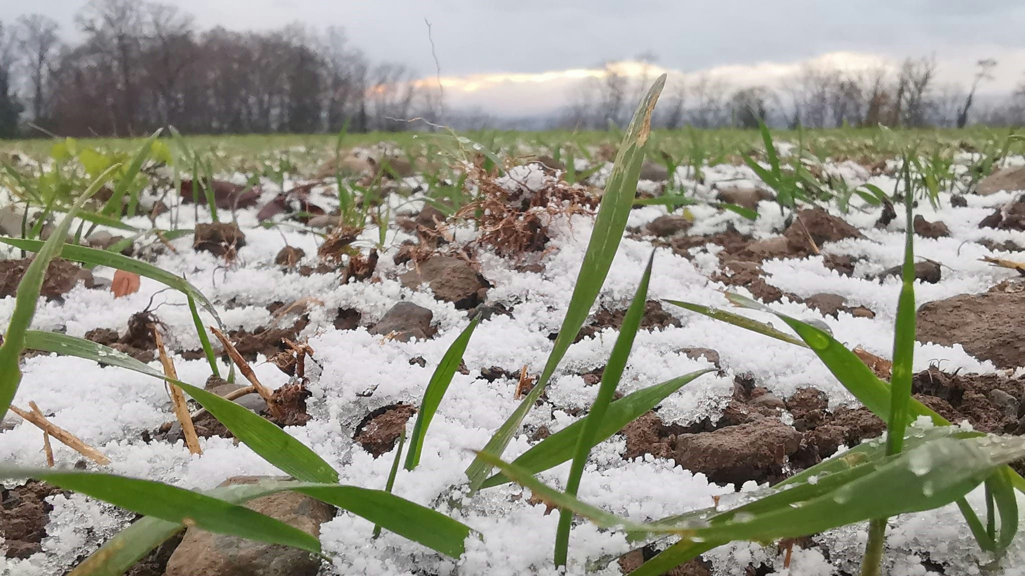 Grano invernale nella neve