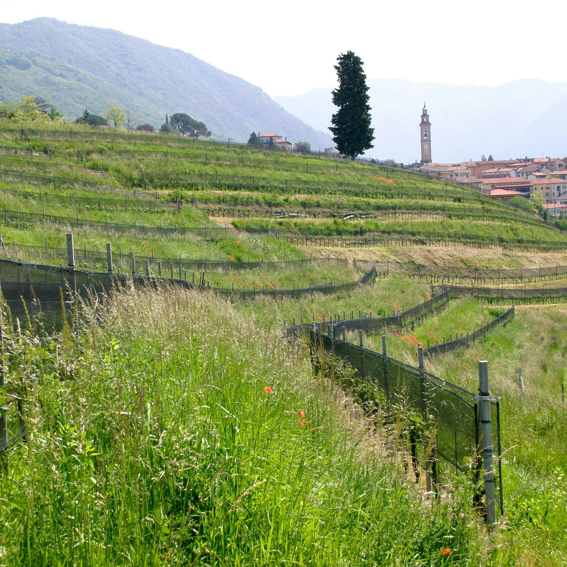Vigneto giovane terrazzato e paese sullo sfondo