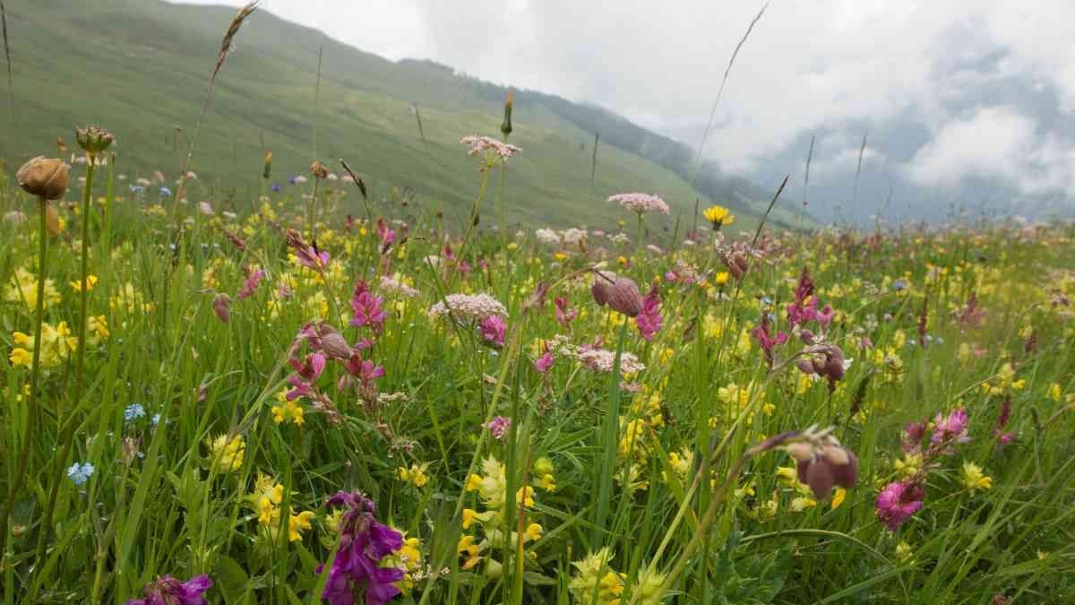 Prato fiorito in primo piano, con nuvole che si addensano
