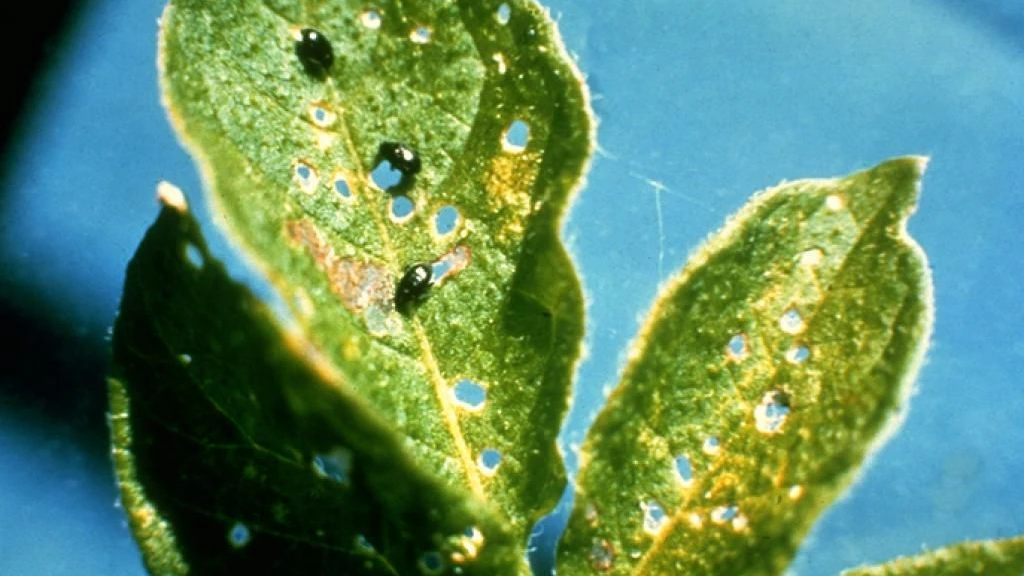 Gli adulti di Epitrix tuberis si nutrono delle foglie di patata