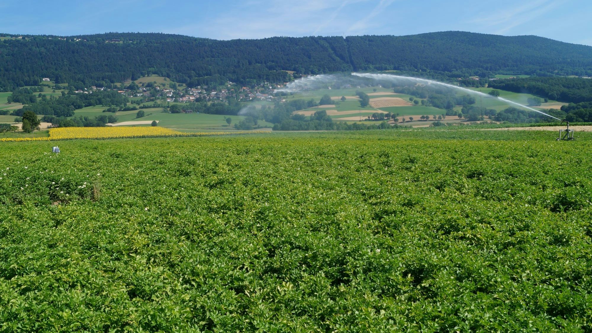 Campo di patate con irrigazione