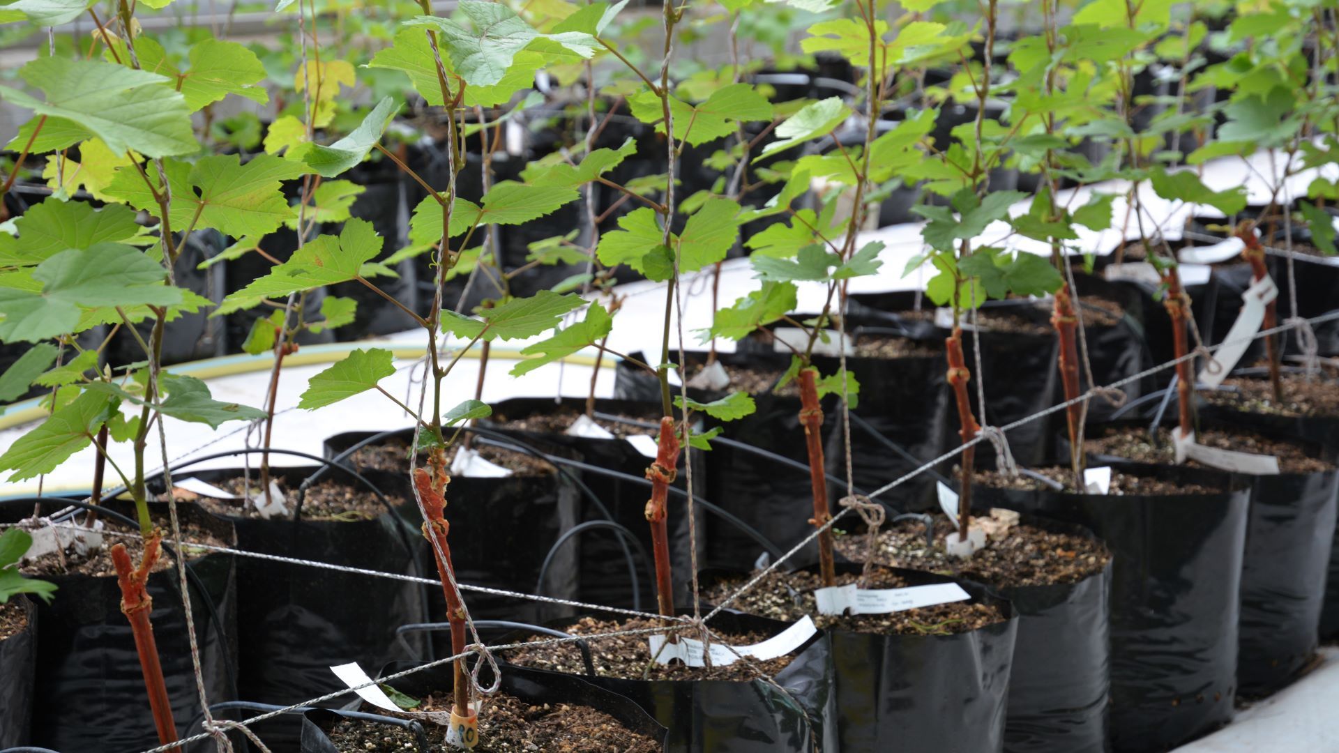 Piante di vite nel nucleo di conservazione della Stazione di ricerca Agroscope Changins