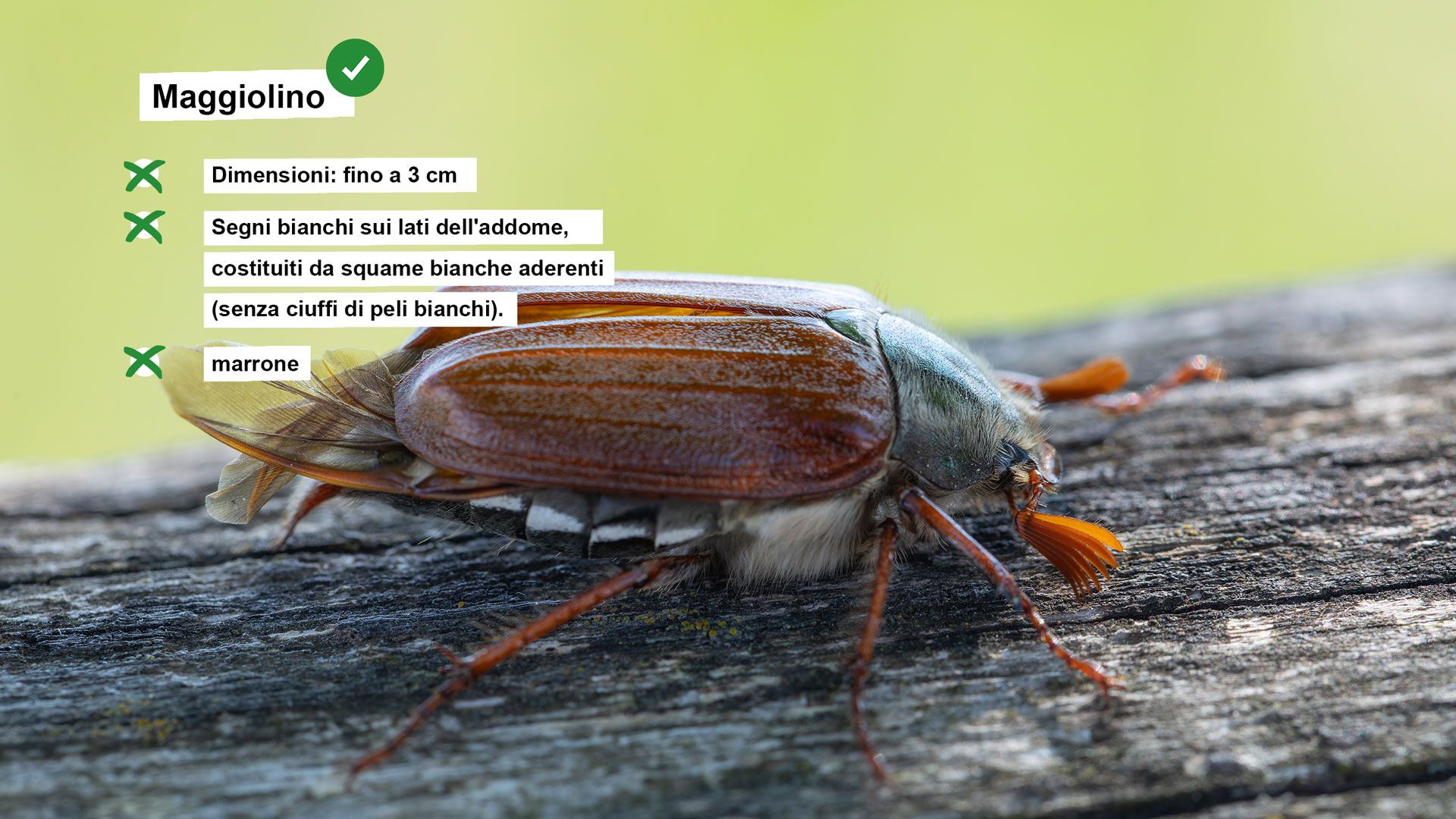 Scheda informativa sul maggiolino