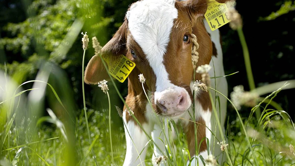 Vitello Red Holstein