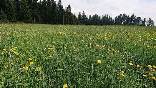 Prato su cui cresce anche la coda di volpe