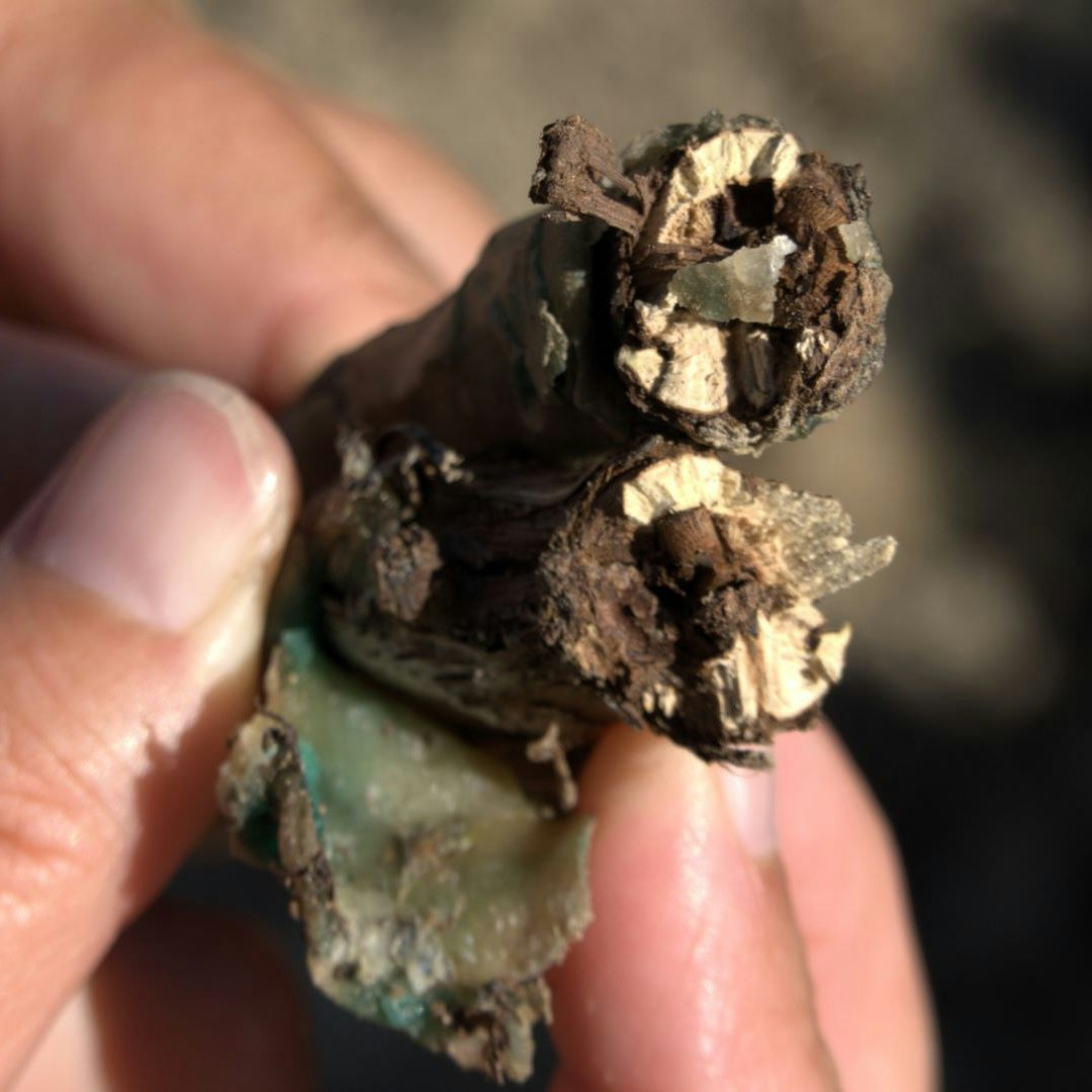 Il nesto e il portainnesto non diventano un tutt’uno nel punto di innesto, ragion per cui la barbatella innestata non è adatta alla piantagione. Si secca e muore.