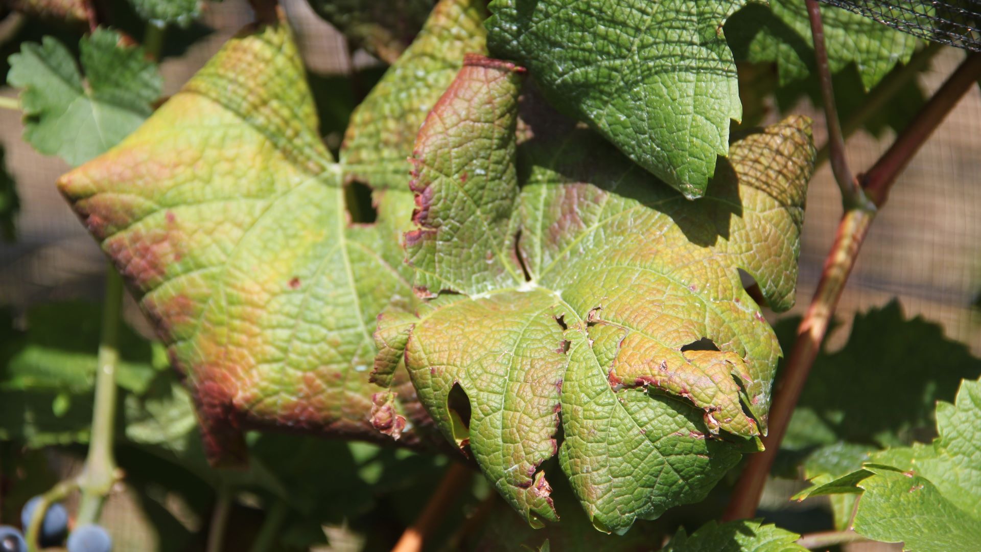 Foglie accartocciate e scolorite
