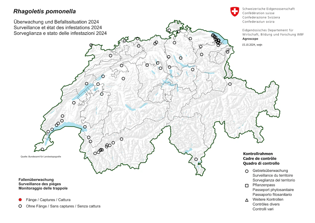 Sorveglianza e stato delle infestazioni 2024 Rhagoletis pomonella 