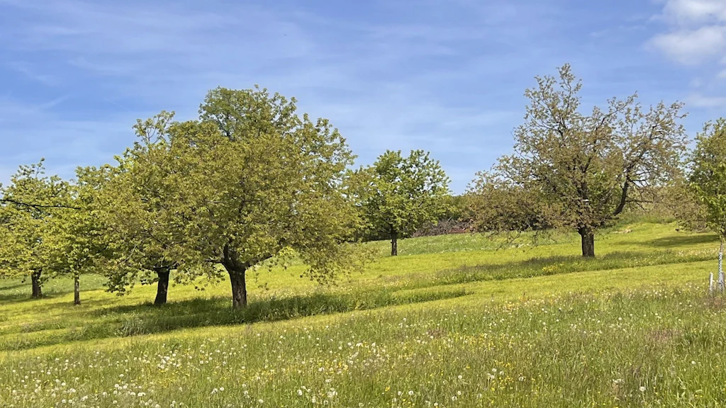Prato ricco di specie con margherite e cardo selvatico in fiore