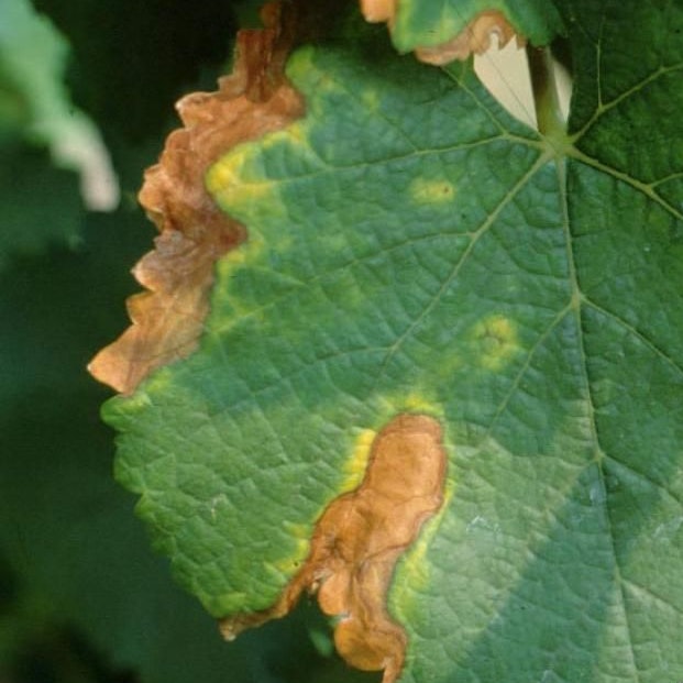 Necrosi marginale circondata da un alone clorotico indotto da X. fastidiosa su una foglia di vite.